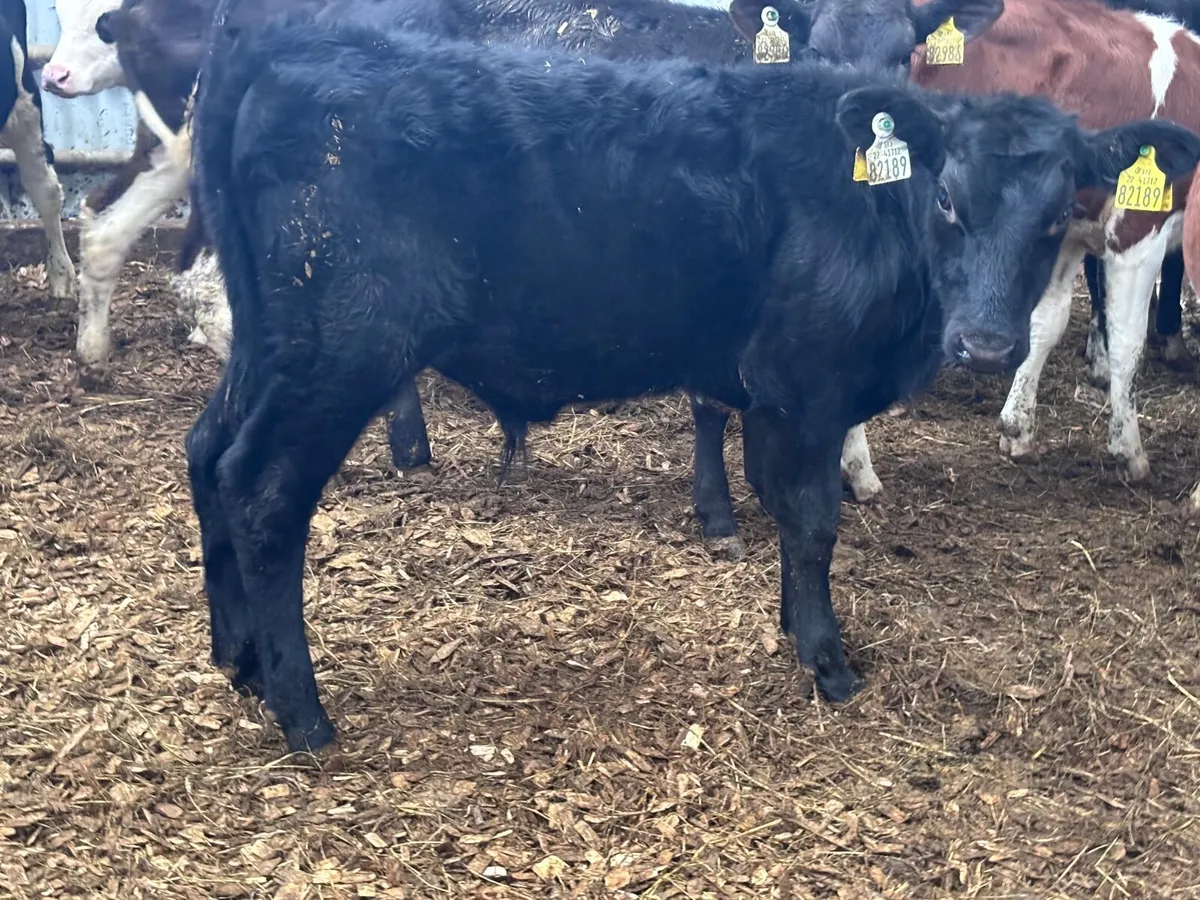 12 reared Hereford & Angus calves for sale @€440 - Image 4