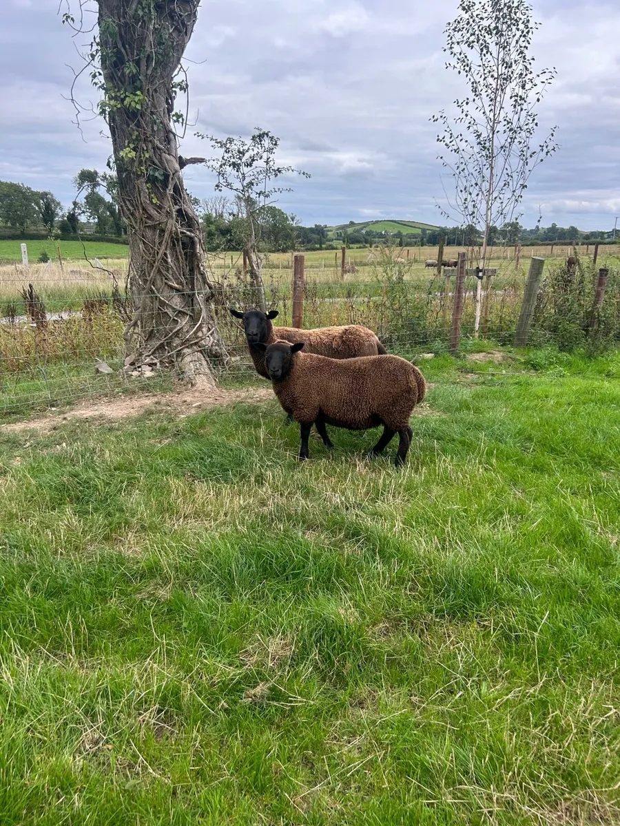 Black texted cross tip lamb - Image 3