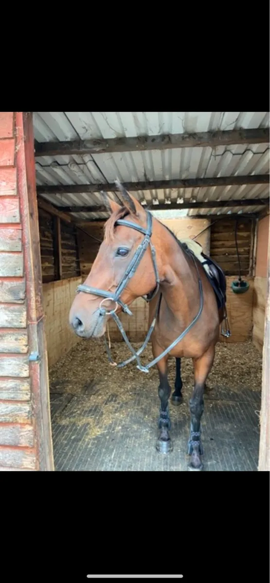Lovely quiet mare - Image 1
