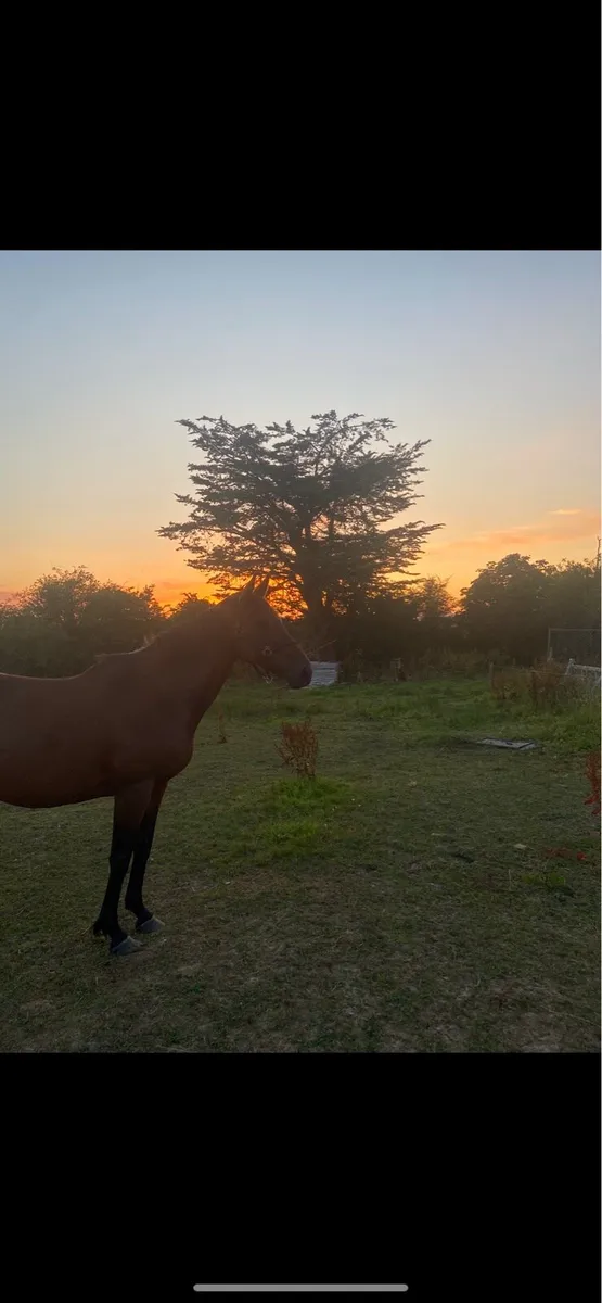 Lovely quiet mare - Image 2
