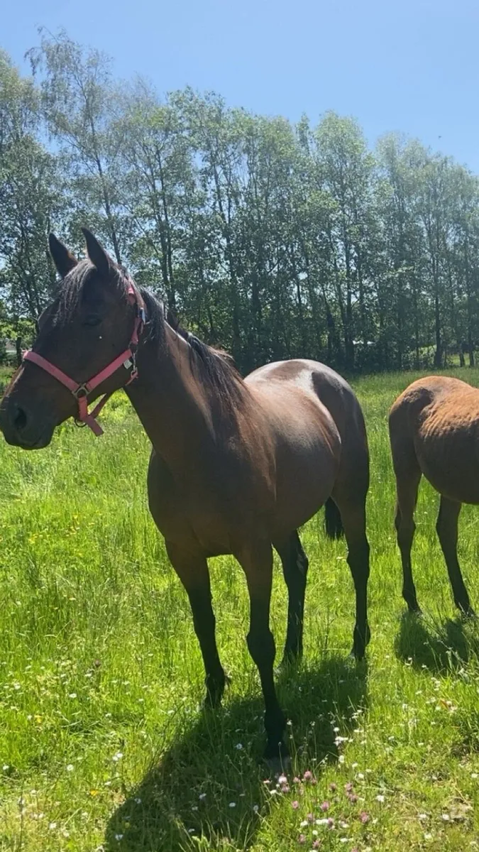 Lovely quiet mare - Image 3
