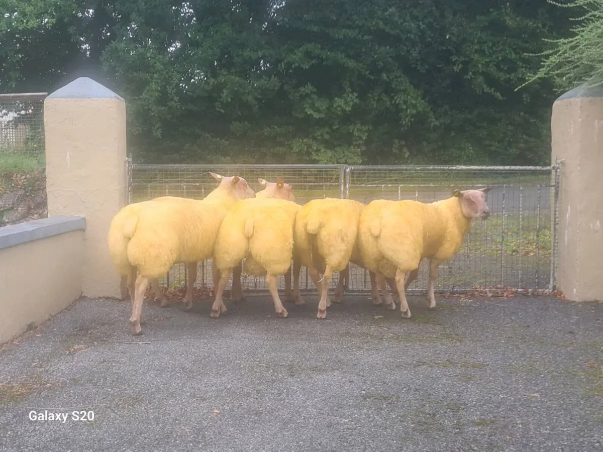 ★★★ ROUGE RAM LAMBS ★★★ - Image 3