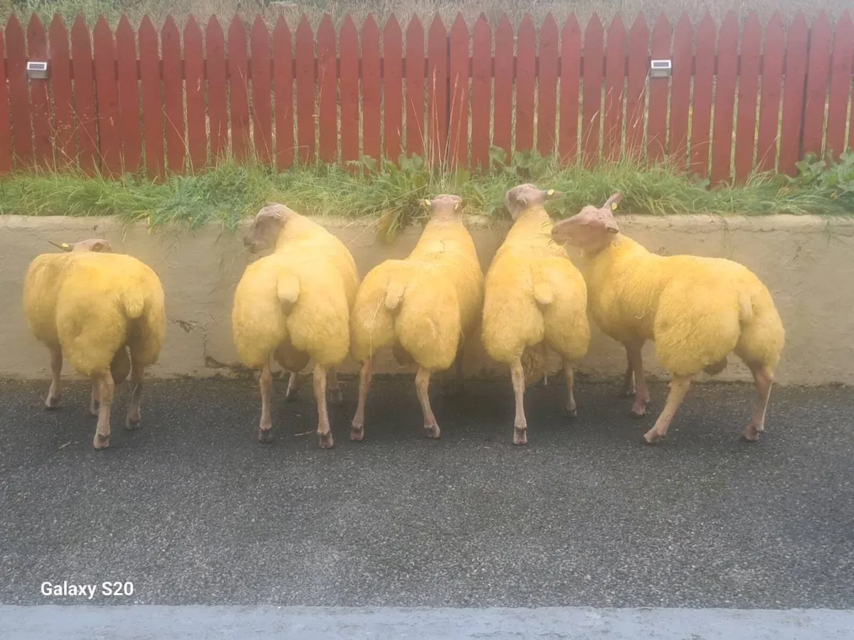 ★★★ ROUGE RAM LAMBS ★★★ - Image 4