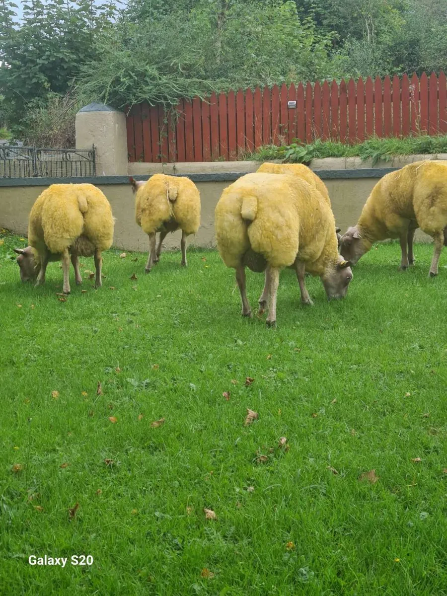 ★★★ ROUGE RAM LAMBS ★★★ - Image 2