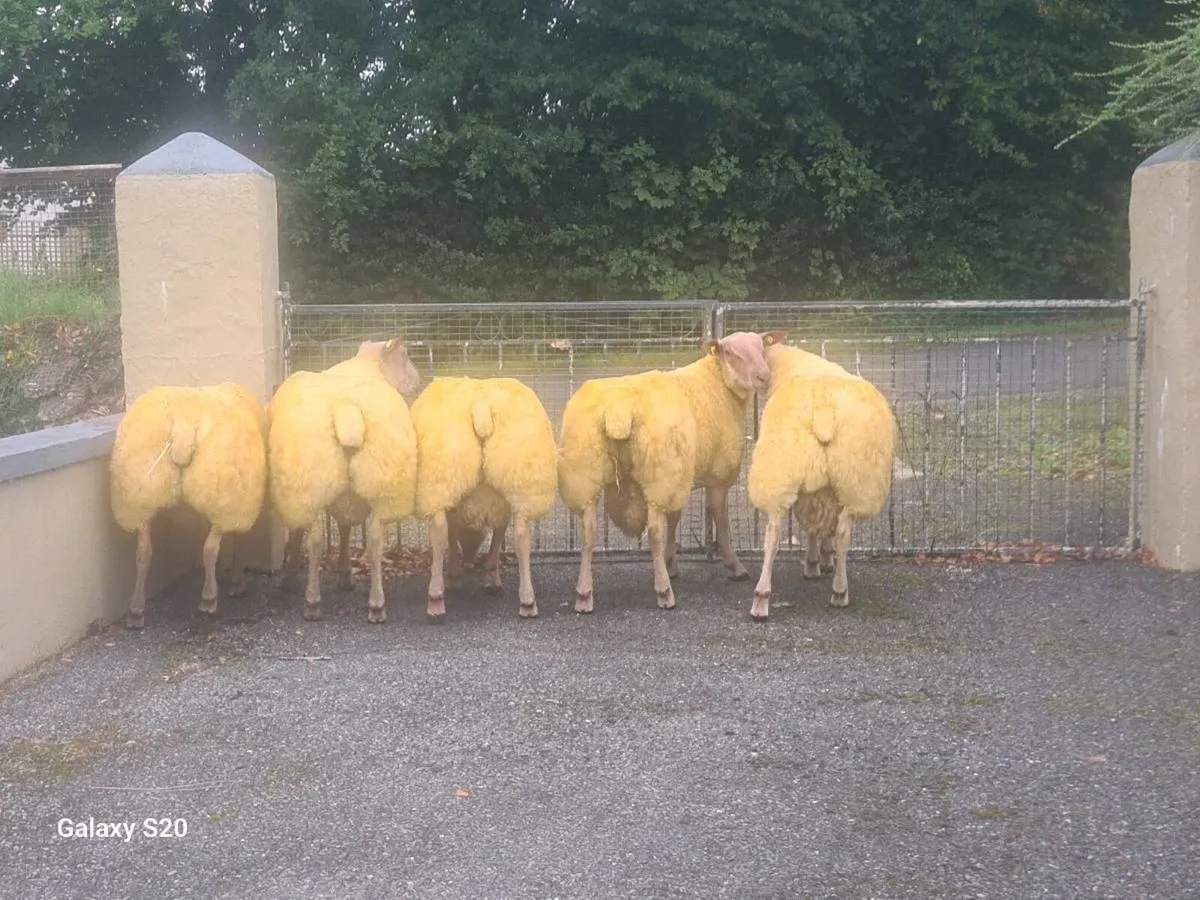★★★ ROUGE RAM LAMBS ★★★ - Image 1