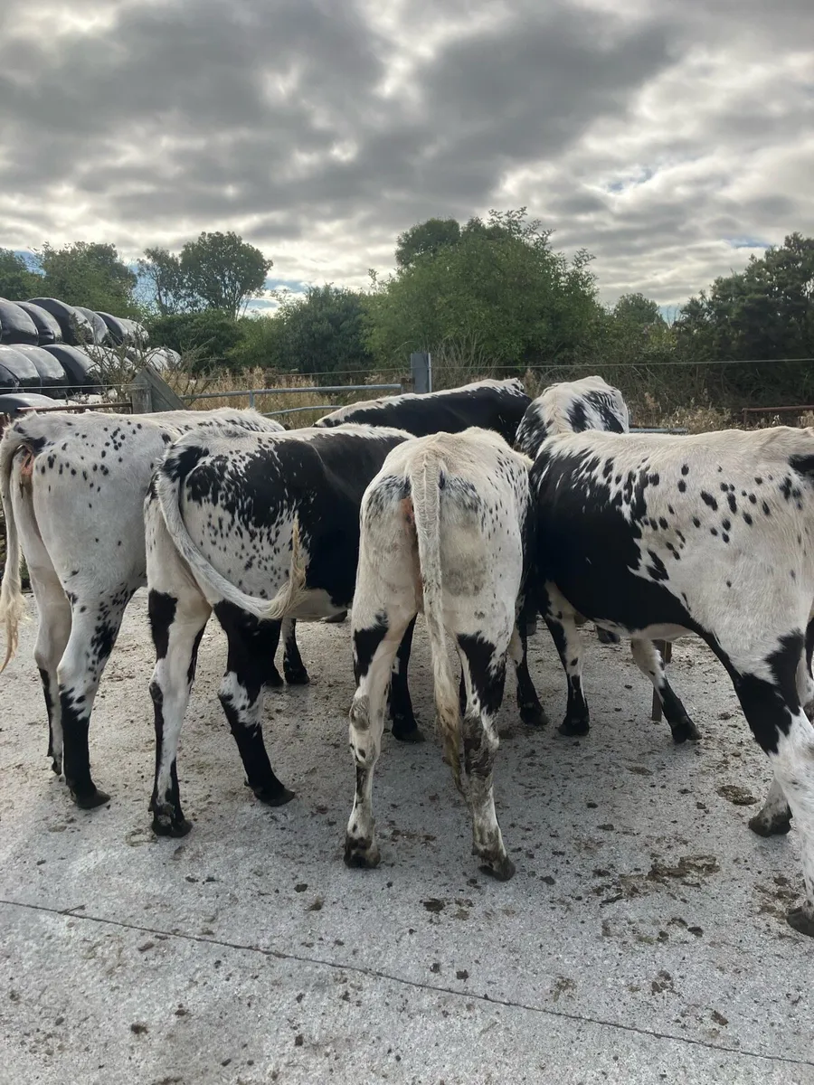 Six speckle Park heifers - Image 4