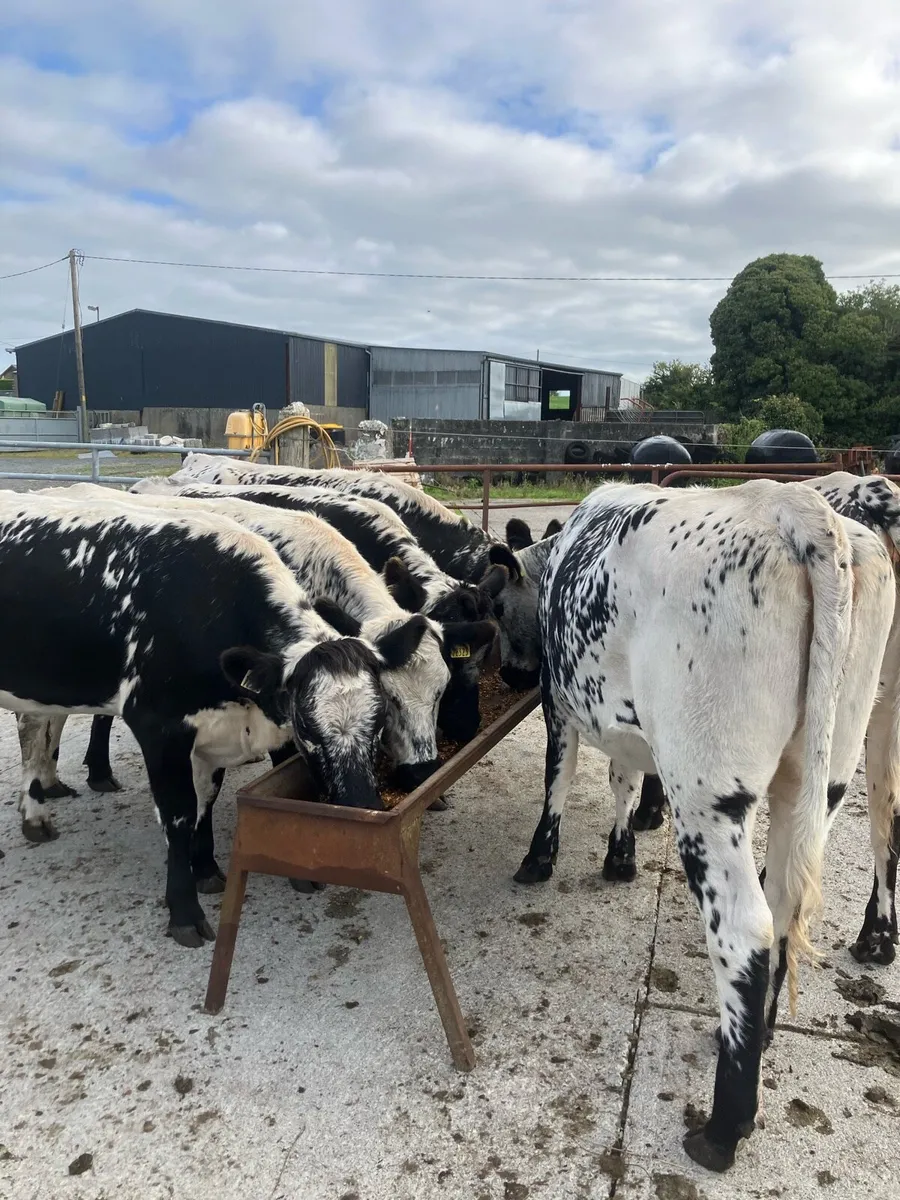 Six speckle Park heifers - Image 1