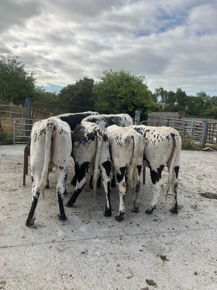 Six speckle Park heifers - Image 2