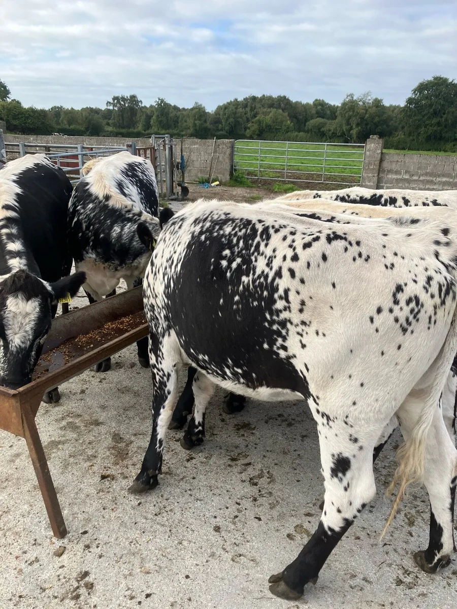 Six speckle Park heifers - Image 3
