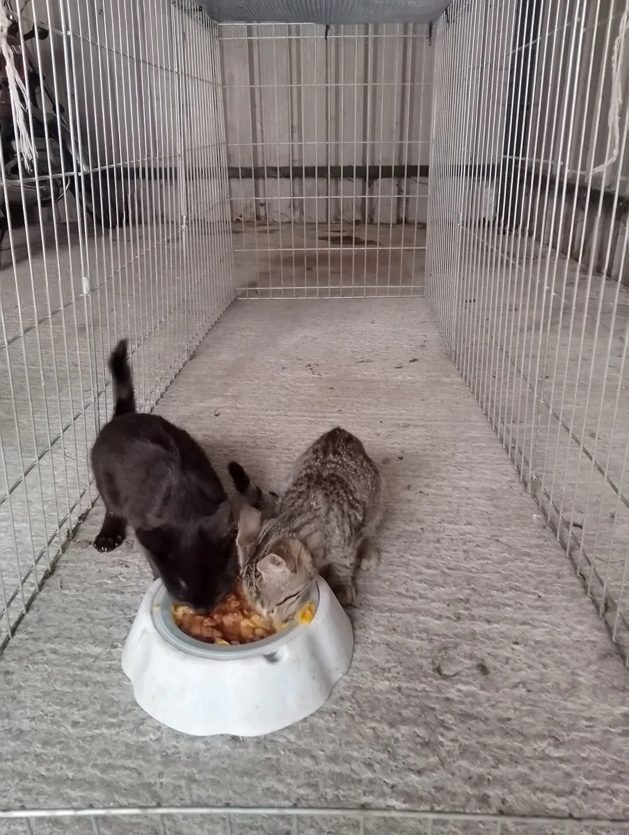 Kittens - Image 1