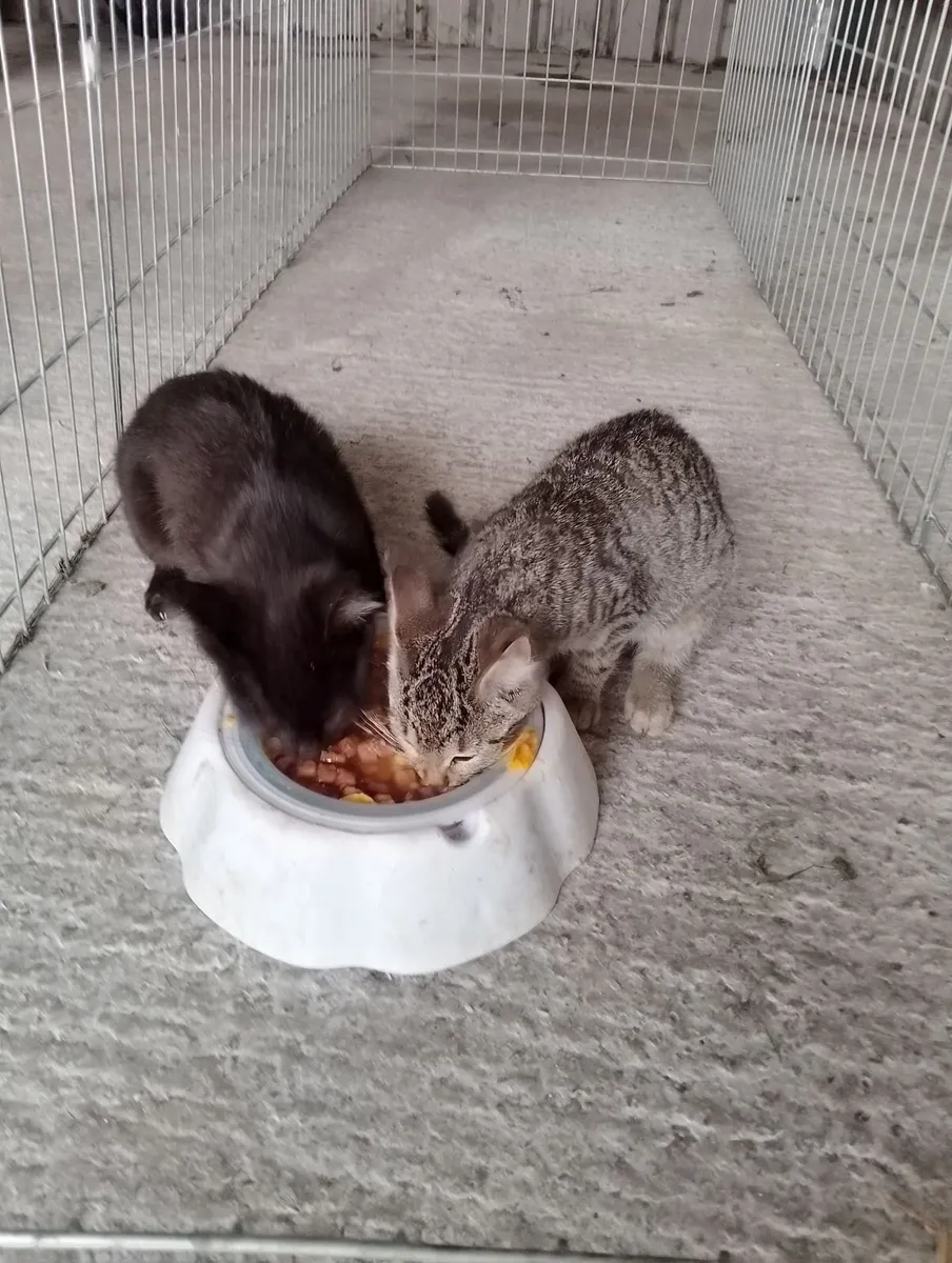 Kittens - Image 2