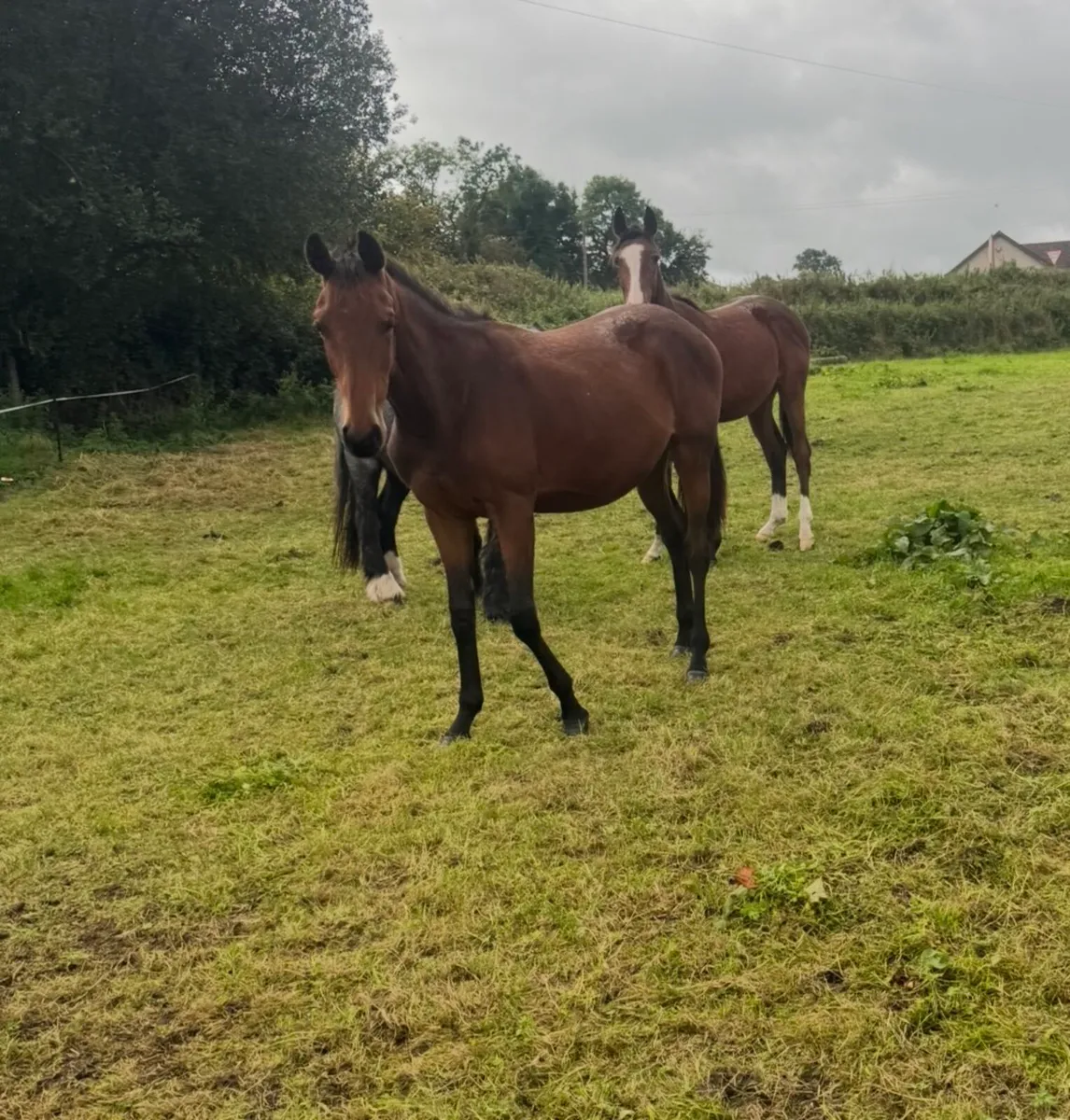 Two well bred yearlings for sale - Image 2