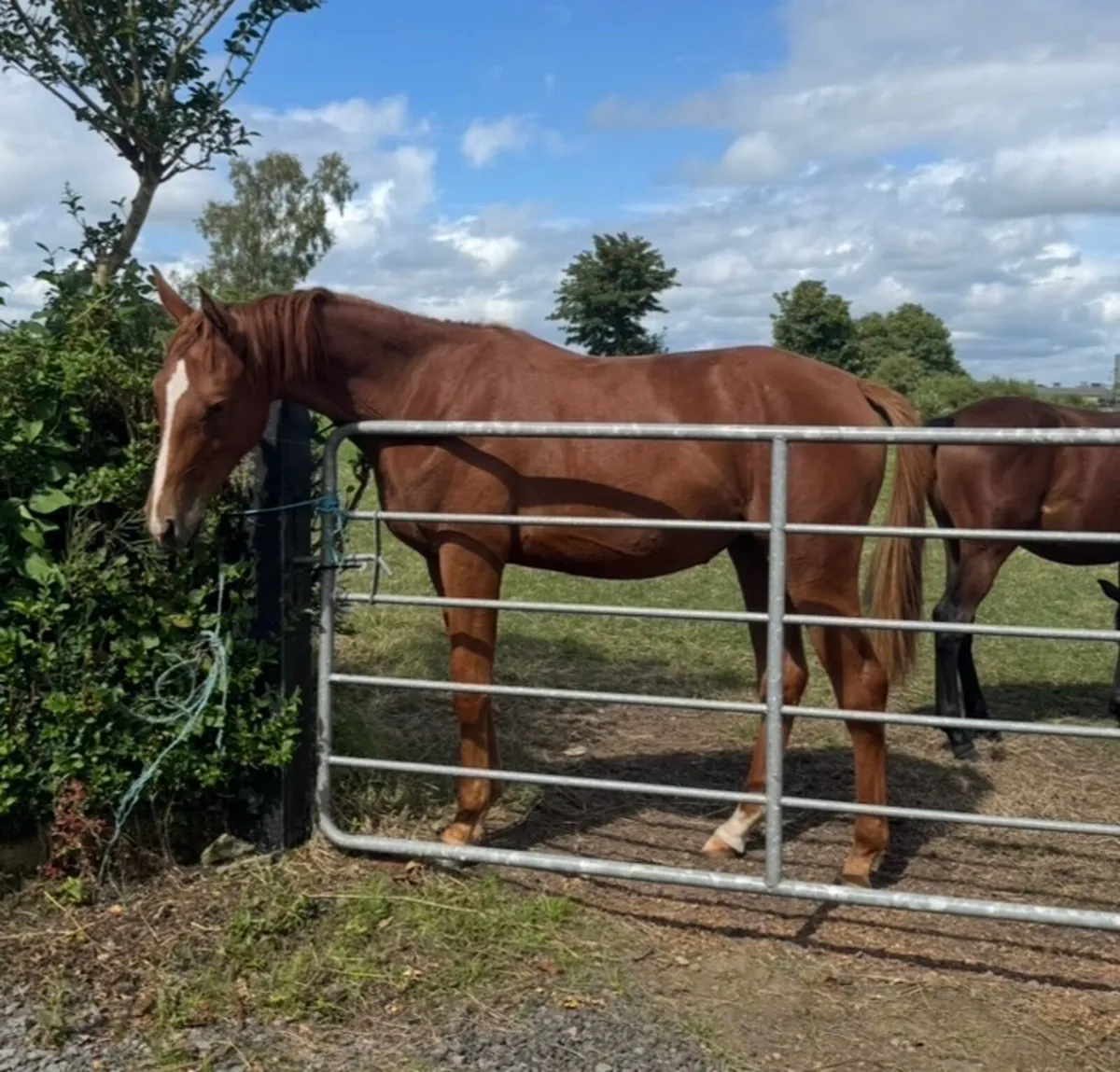 Two well bred yearlings for sale - Image 3