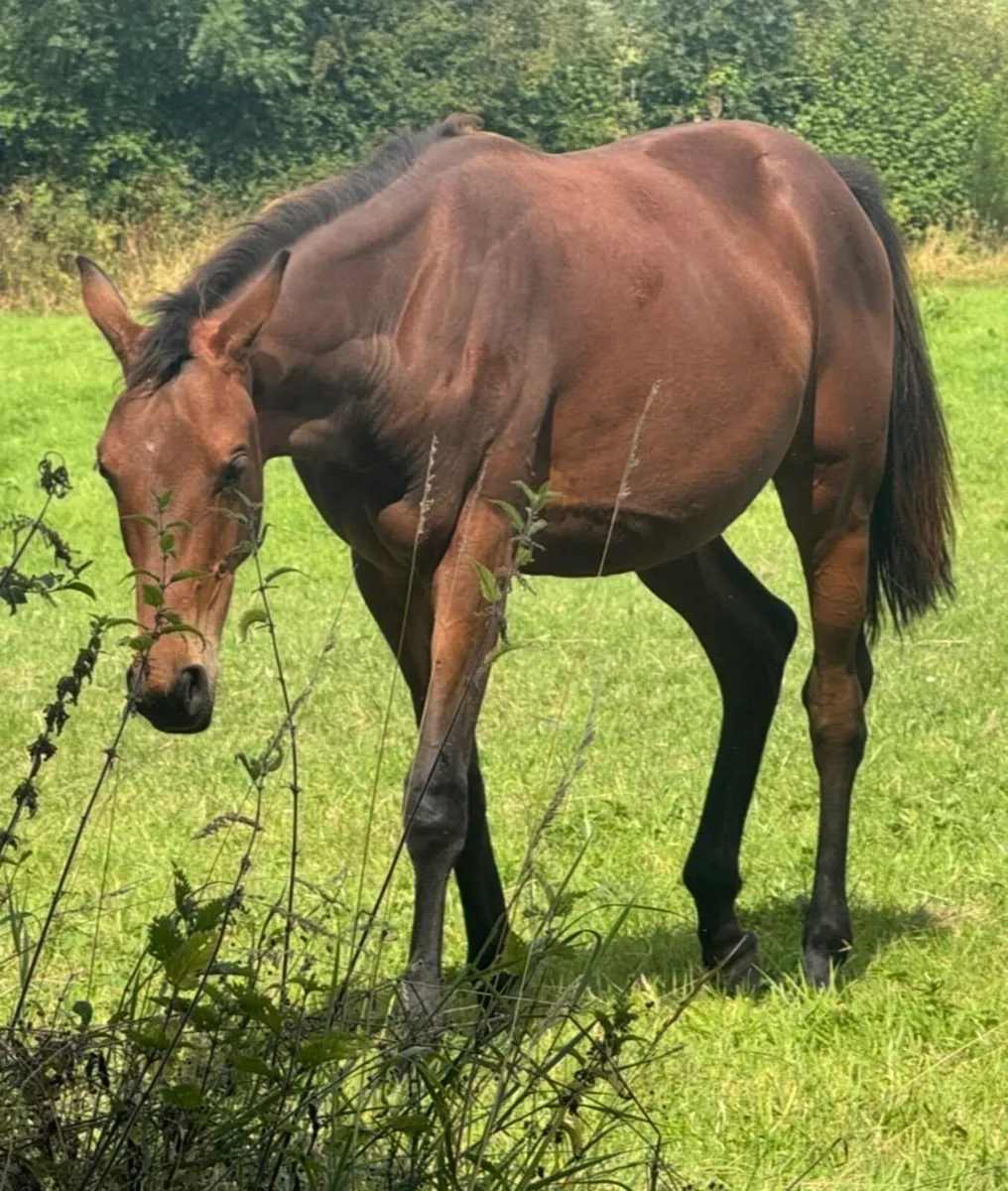 Two well bred yearlings for sale - Image 4