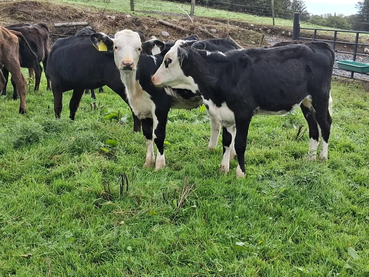 Bucket reared heifer weanlings - Image 1