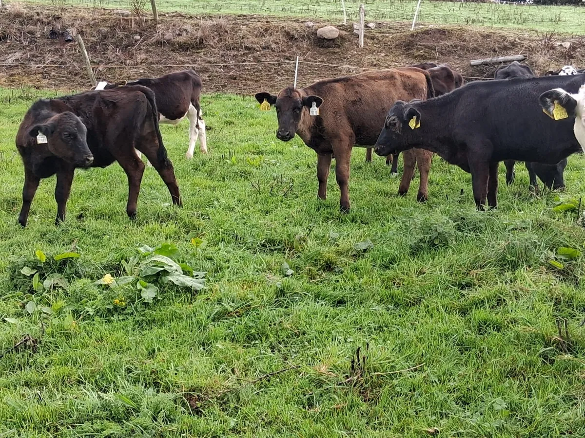 Bucket reared heifer weanlings - Image 2