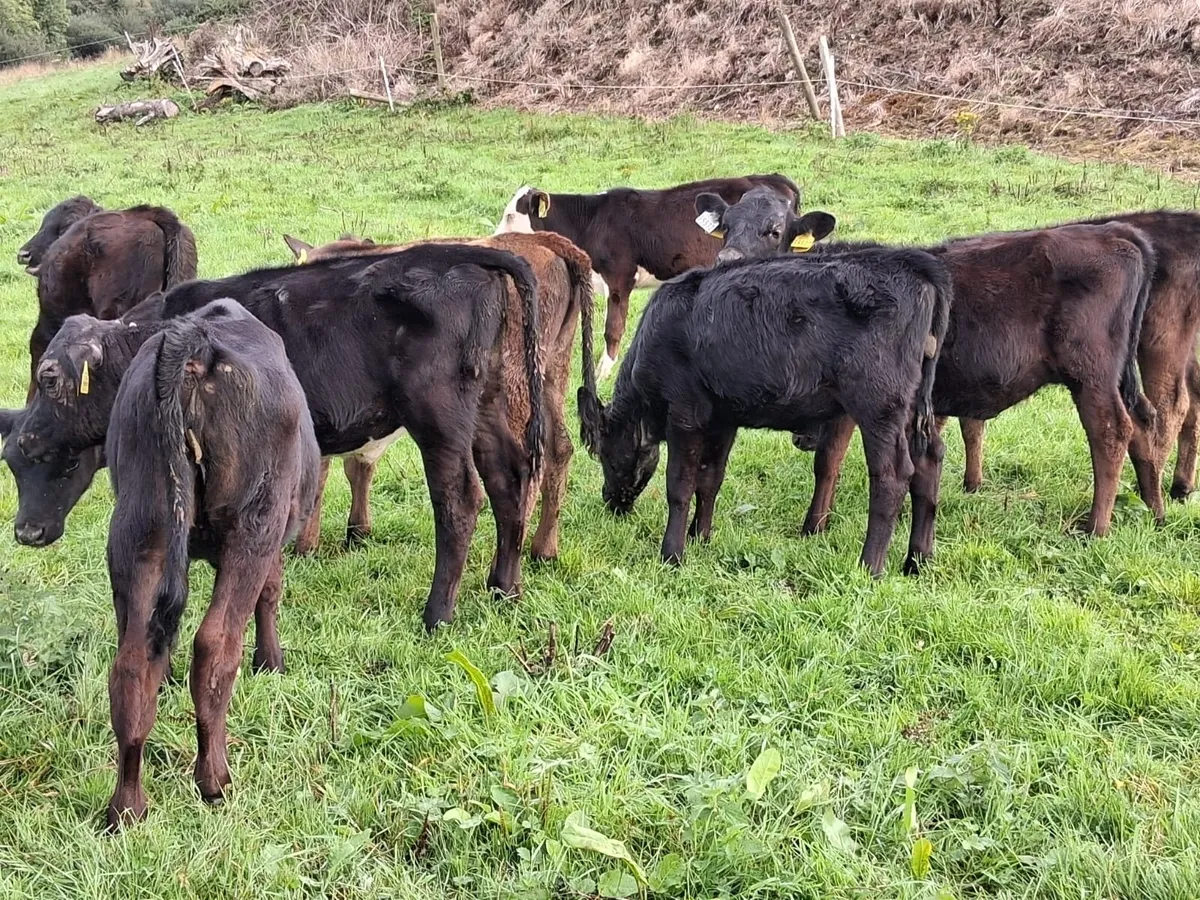 Bucket reared heifer weanlings - Image 3