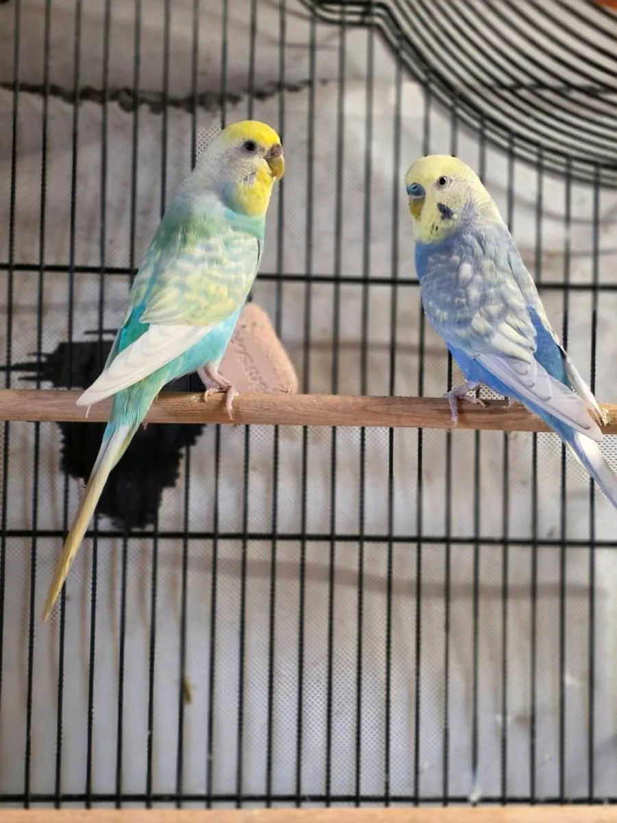 Budgies - Image 1