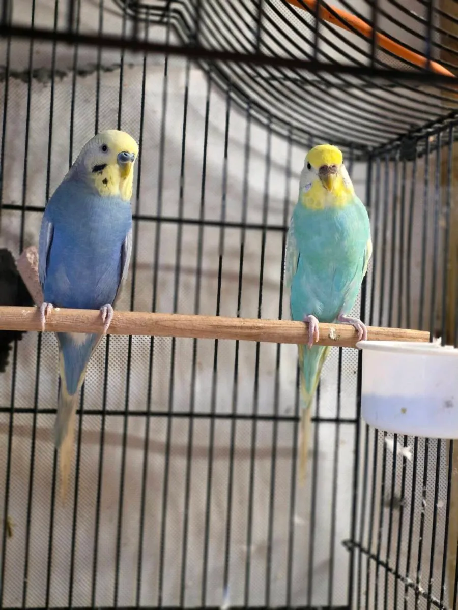 Budgies - Image 2