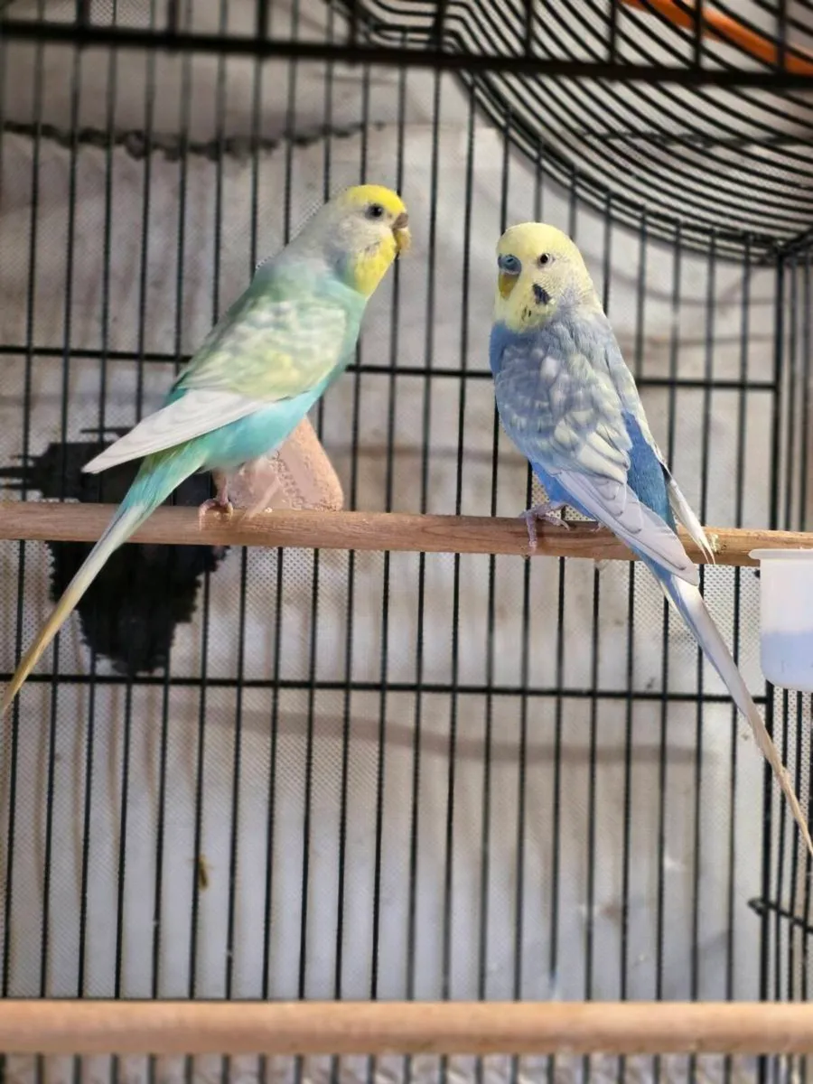 Budgies - Image 3