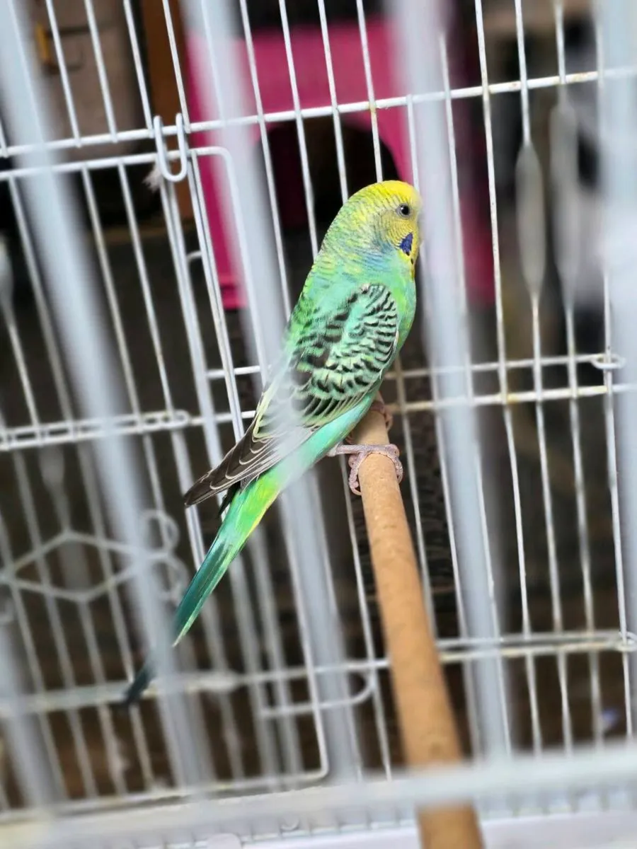 Budgies - Image 4
