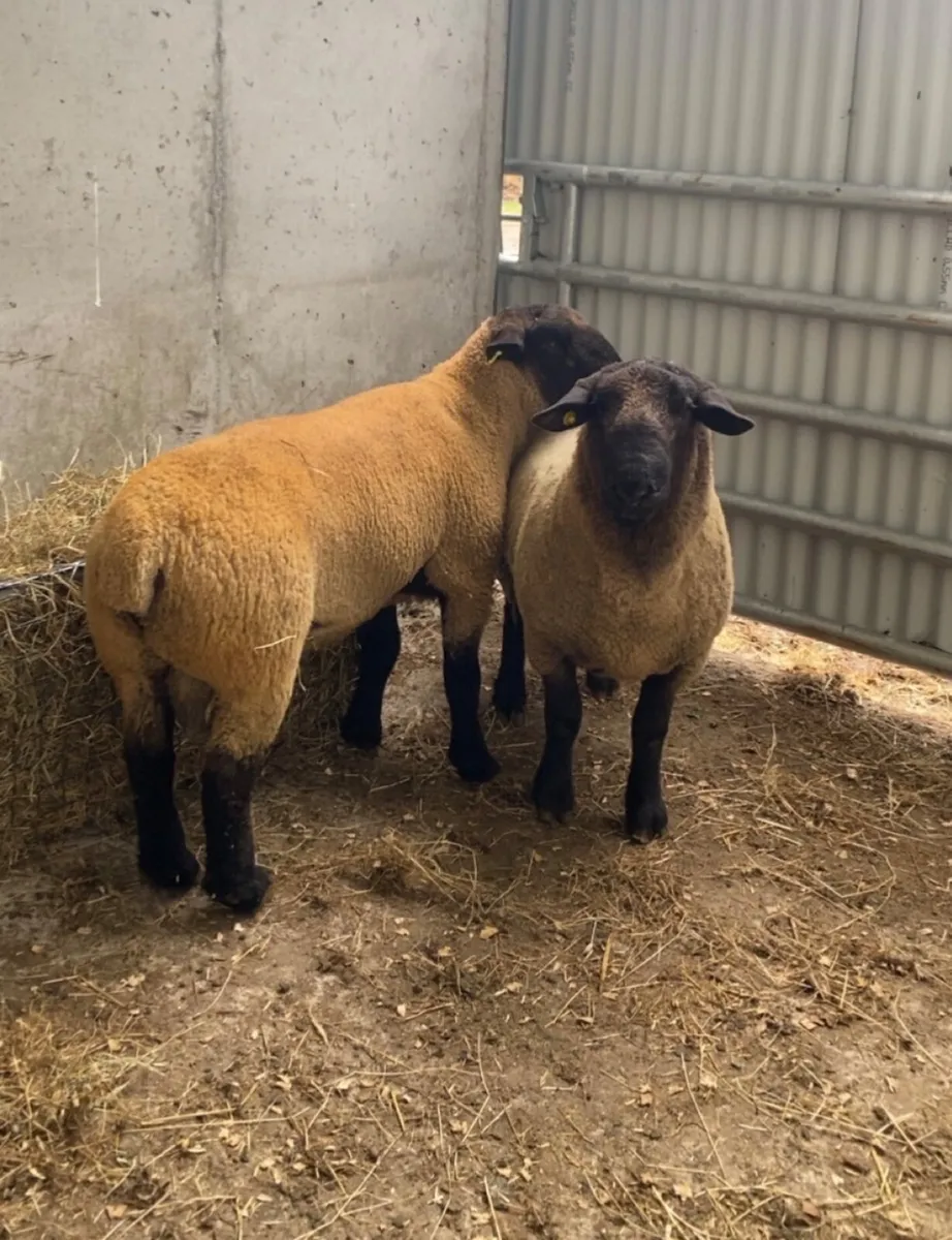 Suffolk hogget rams - Image 2