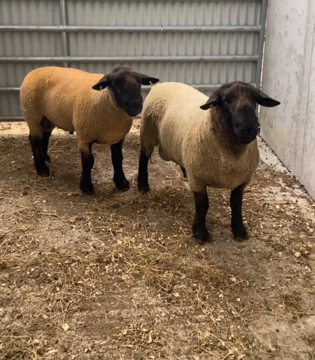 Suffolk hogget rams - Image 1