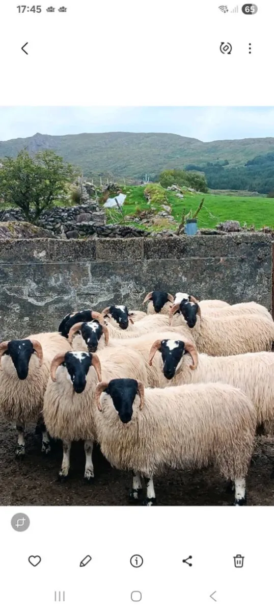Scotch ram lambs - Image 1
