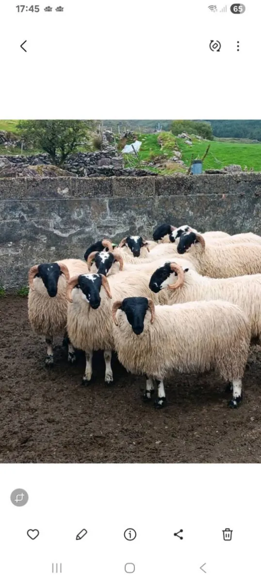 Scotch ram lambs - Image 2