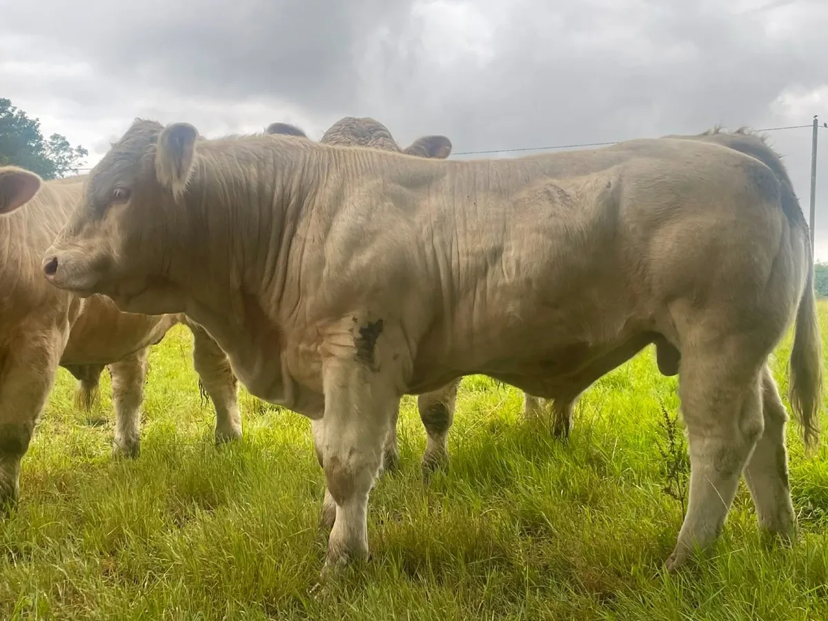 Charolais Bulls - Image 2