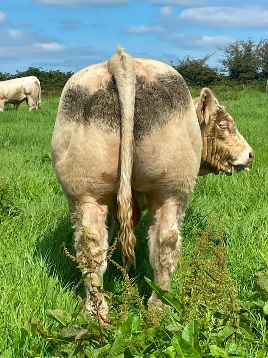 Charolais Bulls - Image 3