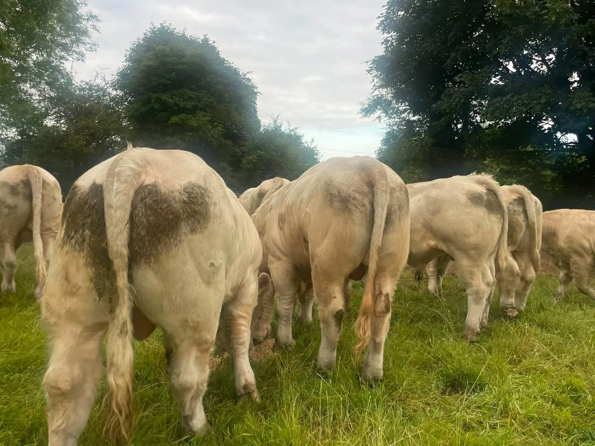 Charolais Bulls - Image 4