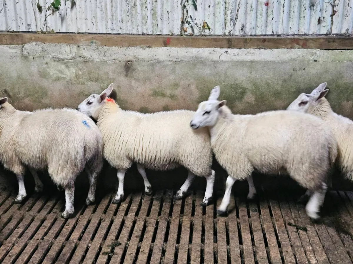 Ewe Lambs - Image 1