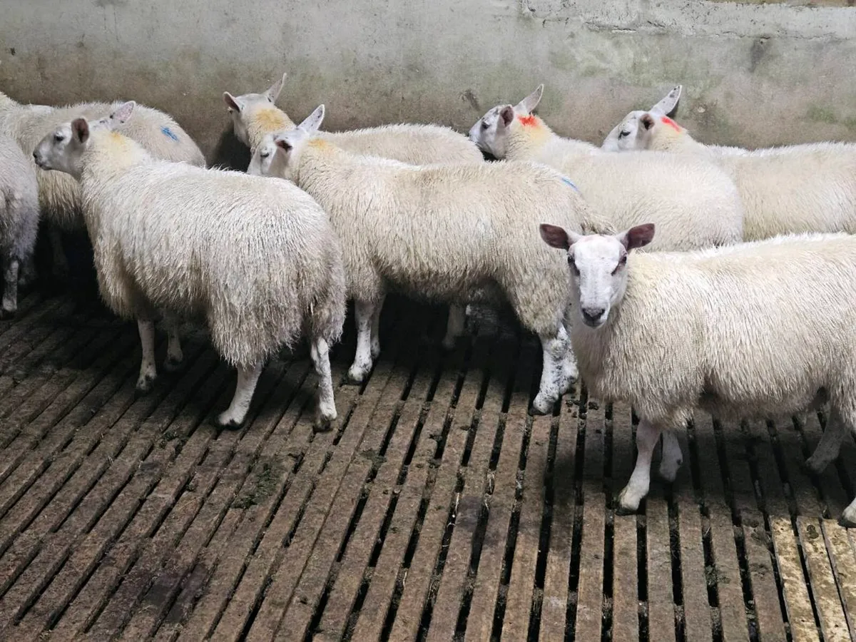 Ewe Lambs - Image 3