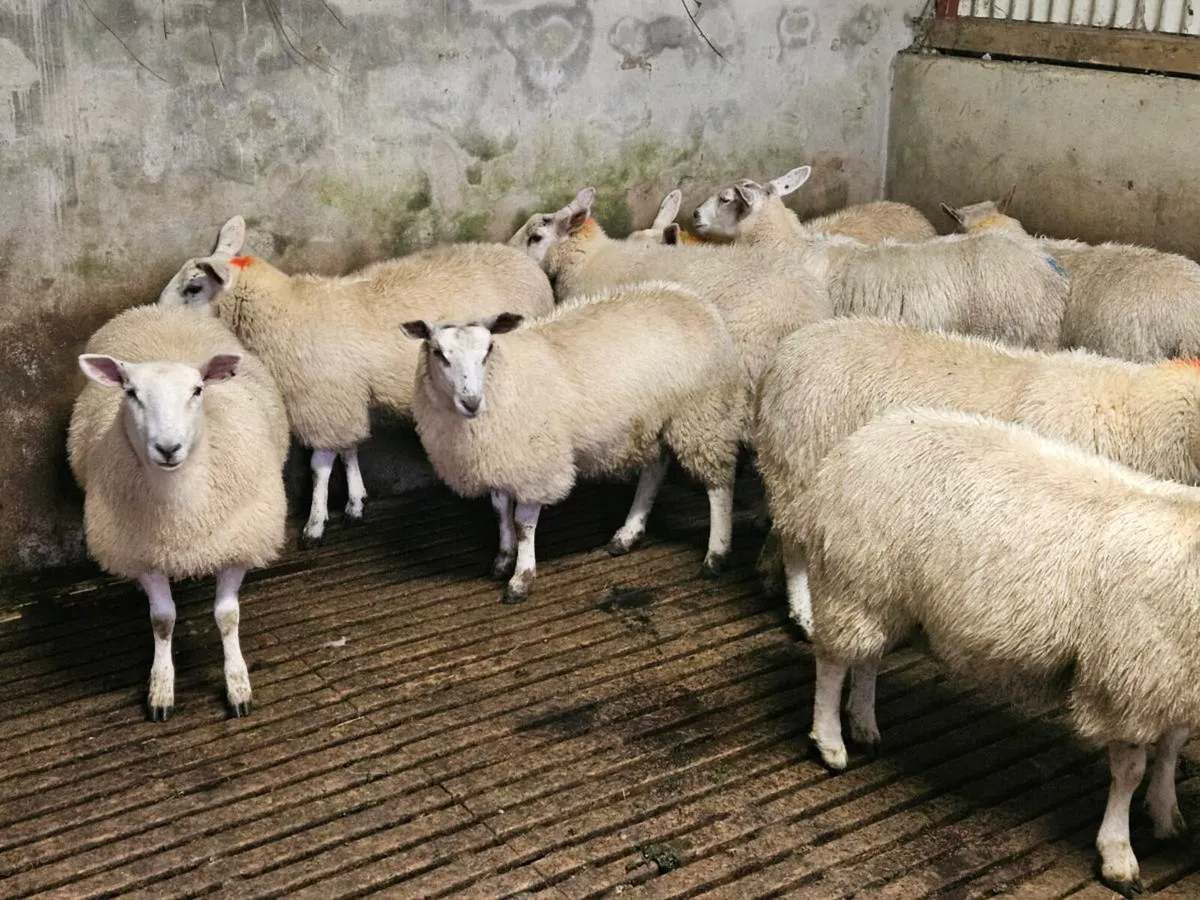 Ewe Lambs - Image 4