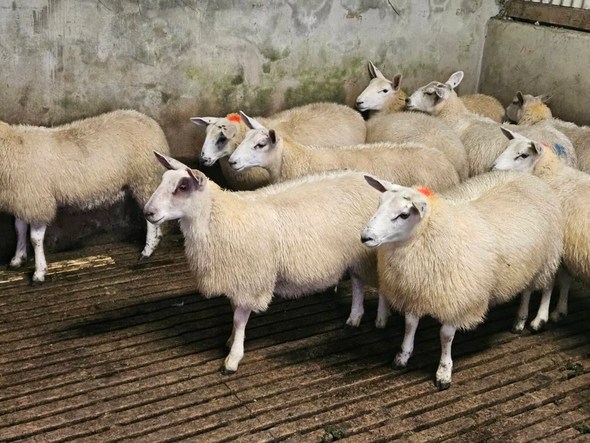 Ewe Lambs - Image 2