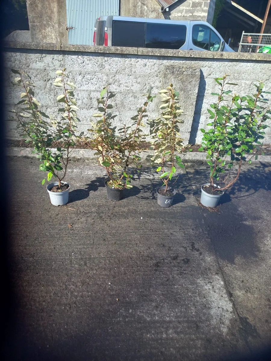 Shrubs