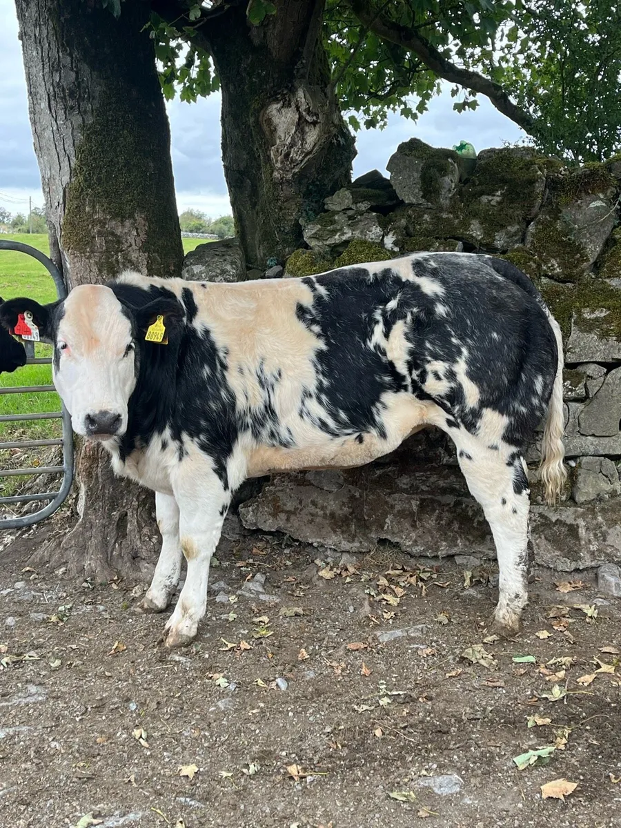 Heifer weanlings - Image 1