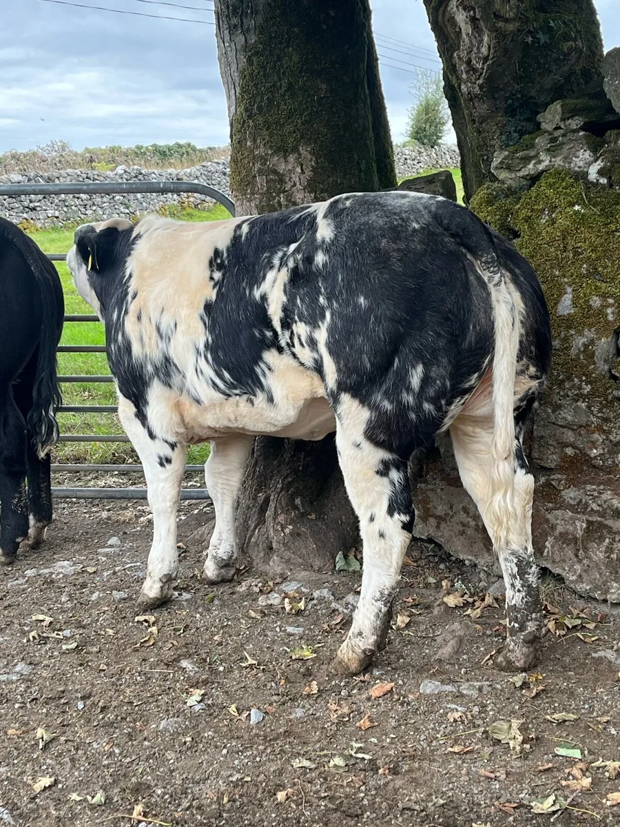 Heifer weanlings - Image 2