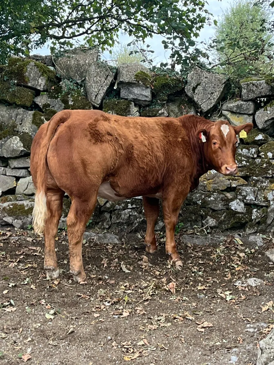 Heifer weanlings - Image 4