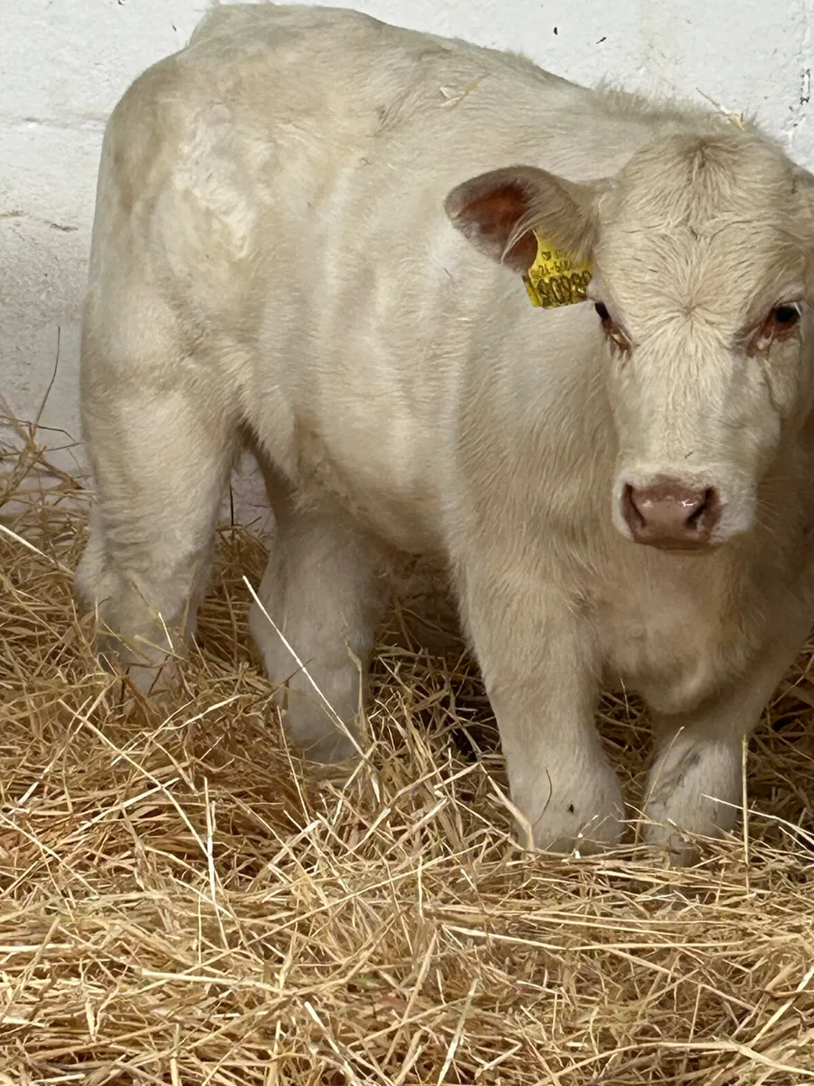 3 TOP QUALITY CONTINENTAL HEIFER RUNNERS - Image 4