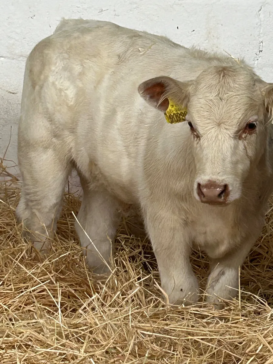 3 TOP QUALITY CONTINENTAL HEIFER RUNNERS - Image 2