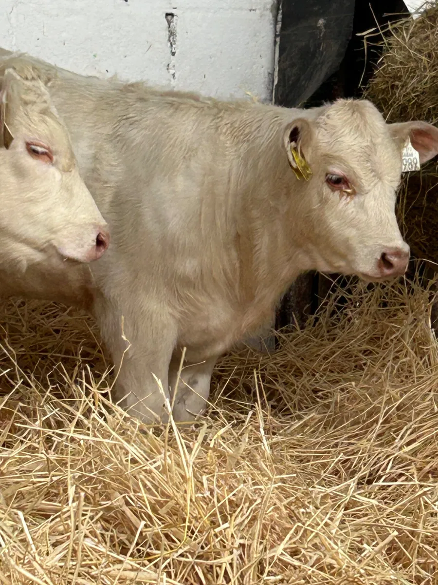 3 TOP QUALITY CONTINENTAL HEIFER RUNNERS - Image 3
