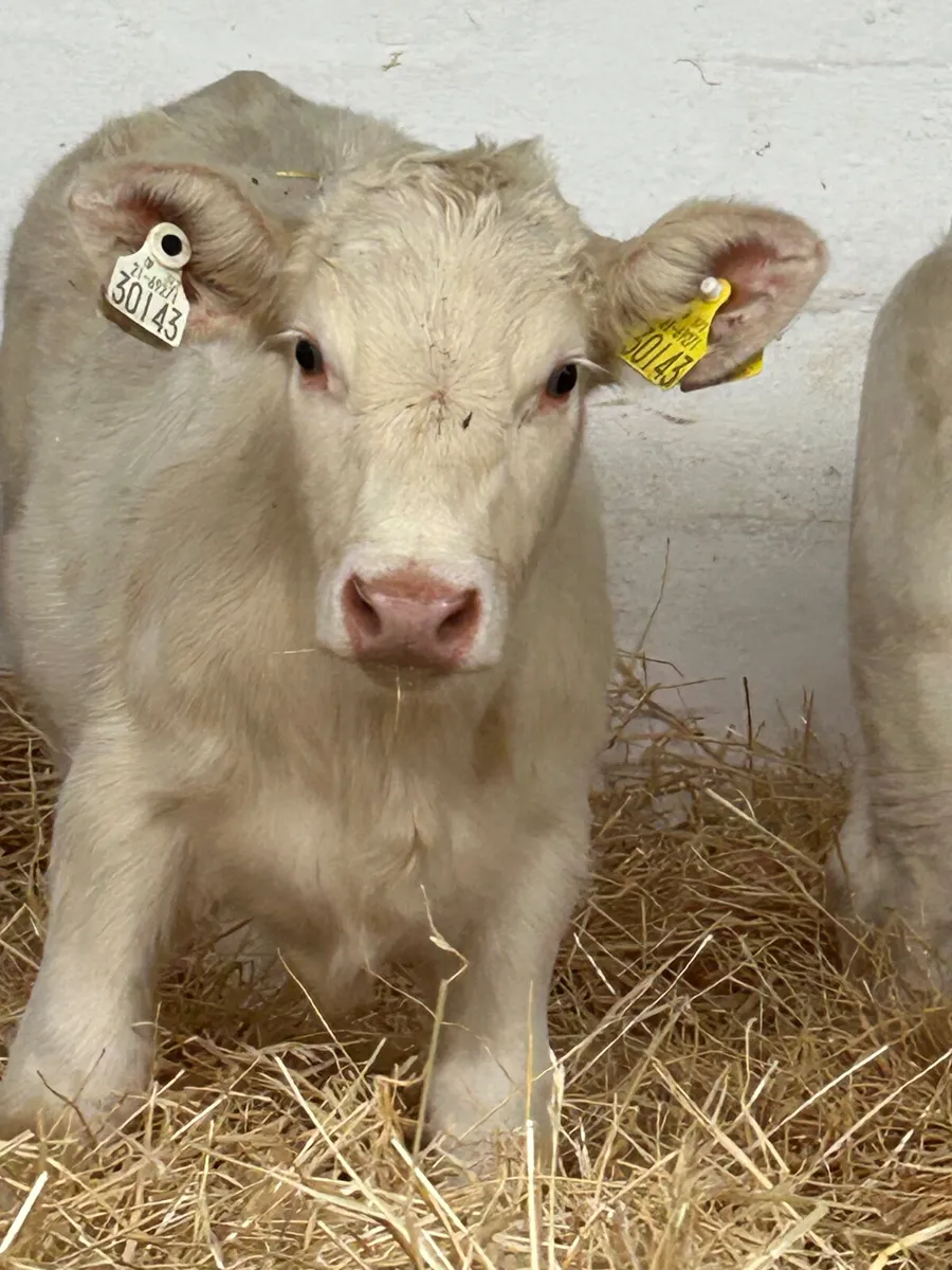 3 TOP QUALITY CONTINENTAL HEIFER RUNNERS - Image 1