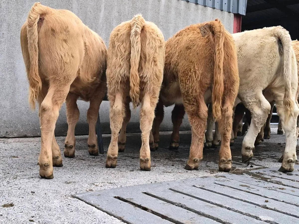 10 Super Charollais Heifer Weanlings - Image 2