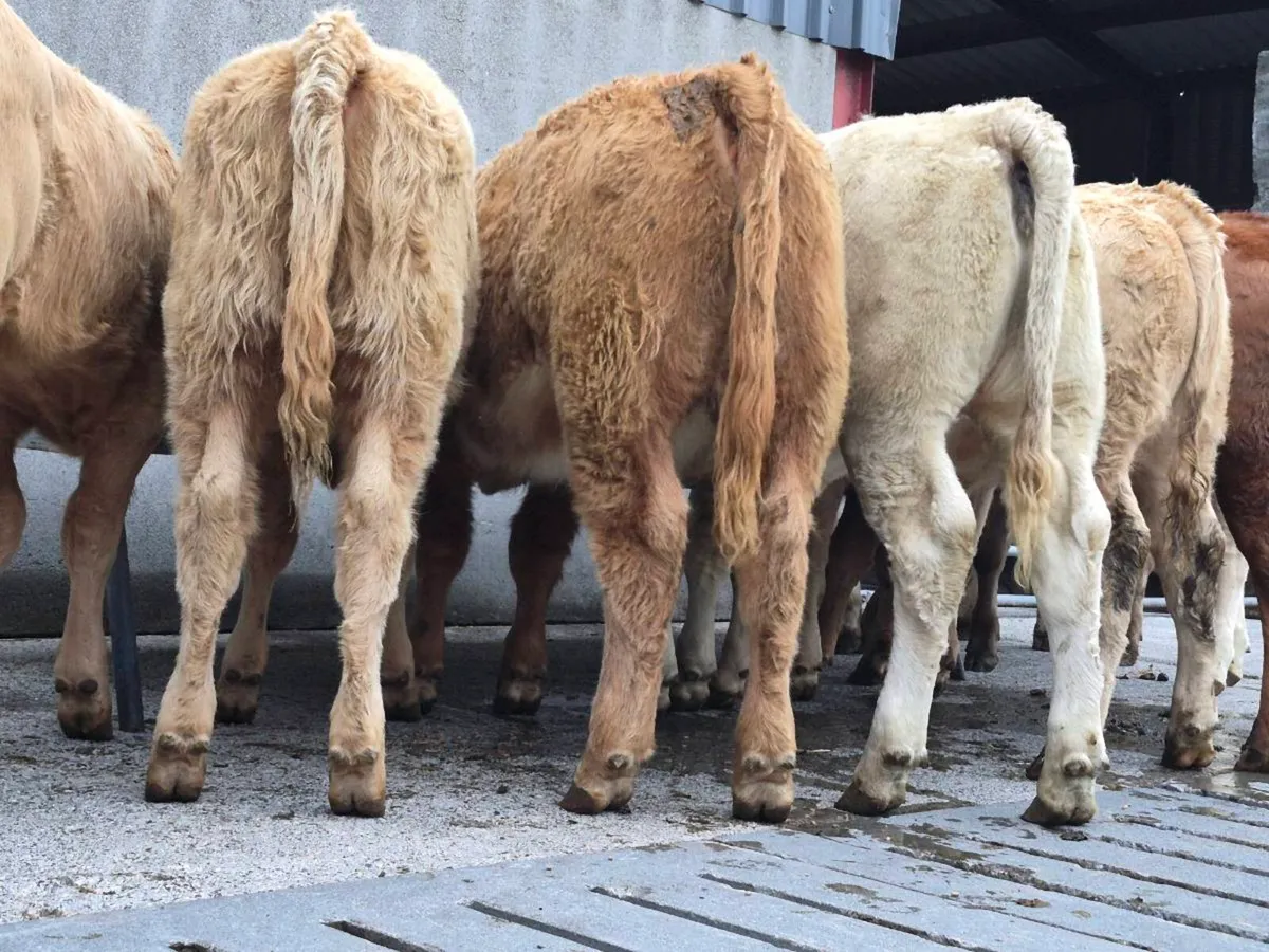 10 Super Charollais Heifer Weanlings - Image 3