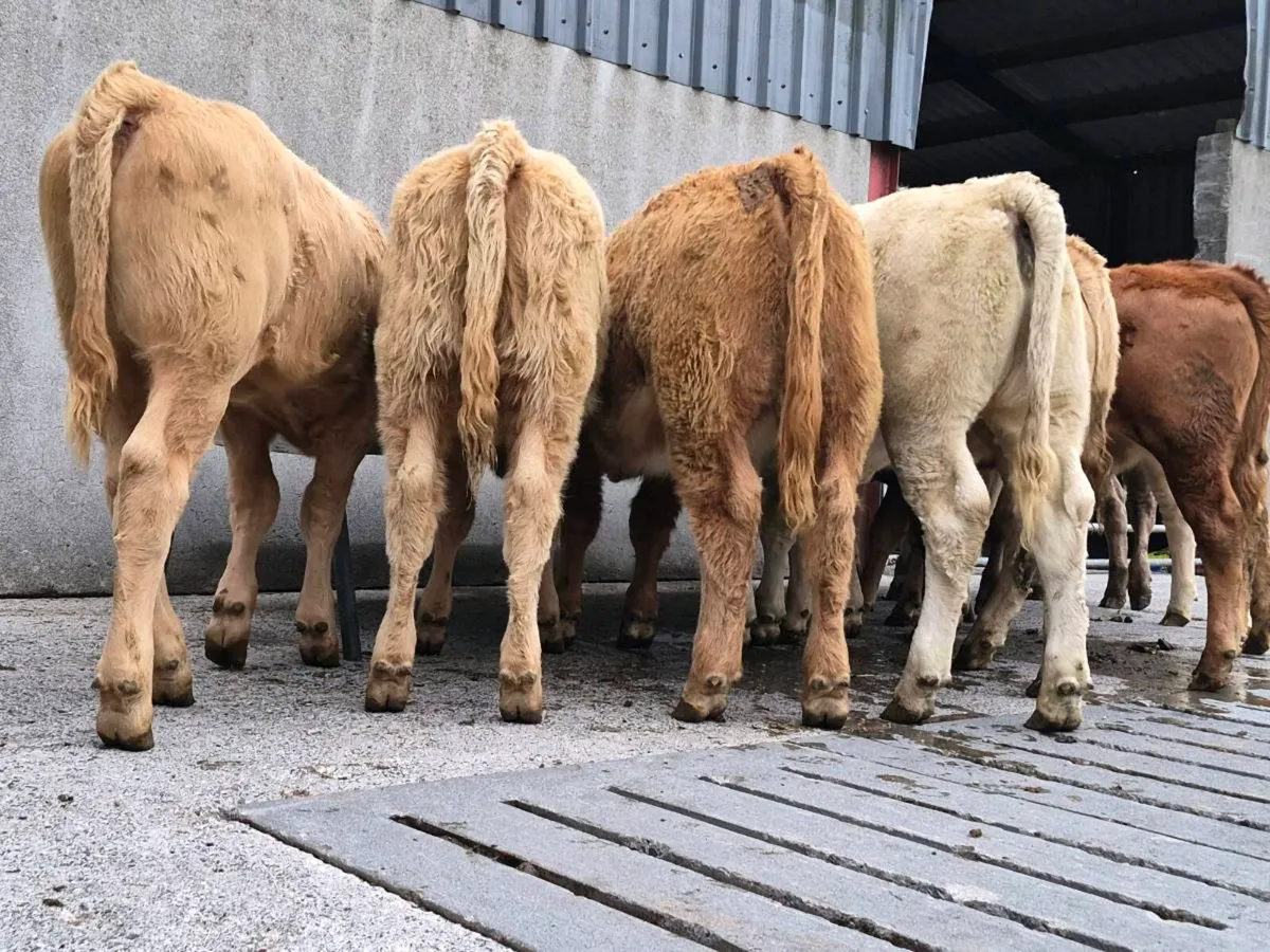 10 Super Charollais Heifer Weanlings - Image 4