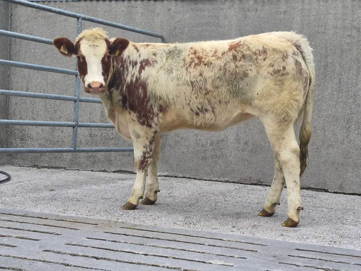 🌟 Super Belgian Blue Heifer 🌟 - Image 2