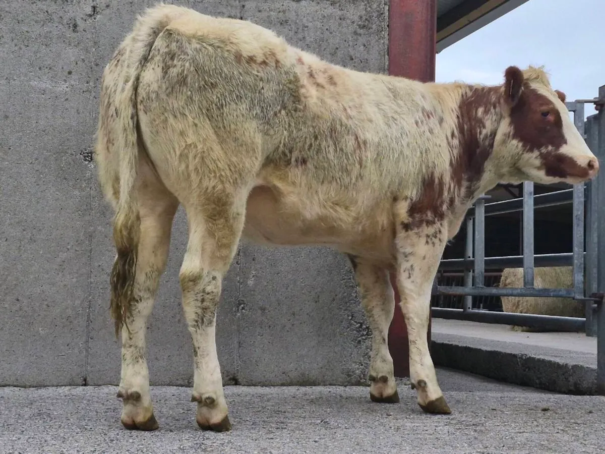 🌟 Super Belgian Blue Heifer 🌟 - Image 3