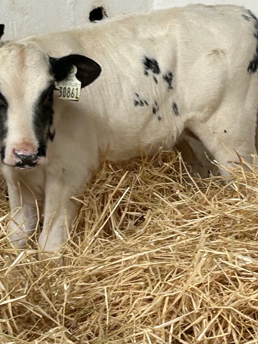 2 LOVELY BB HEIFER SUCK CALVES - Image 4